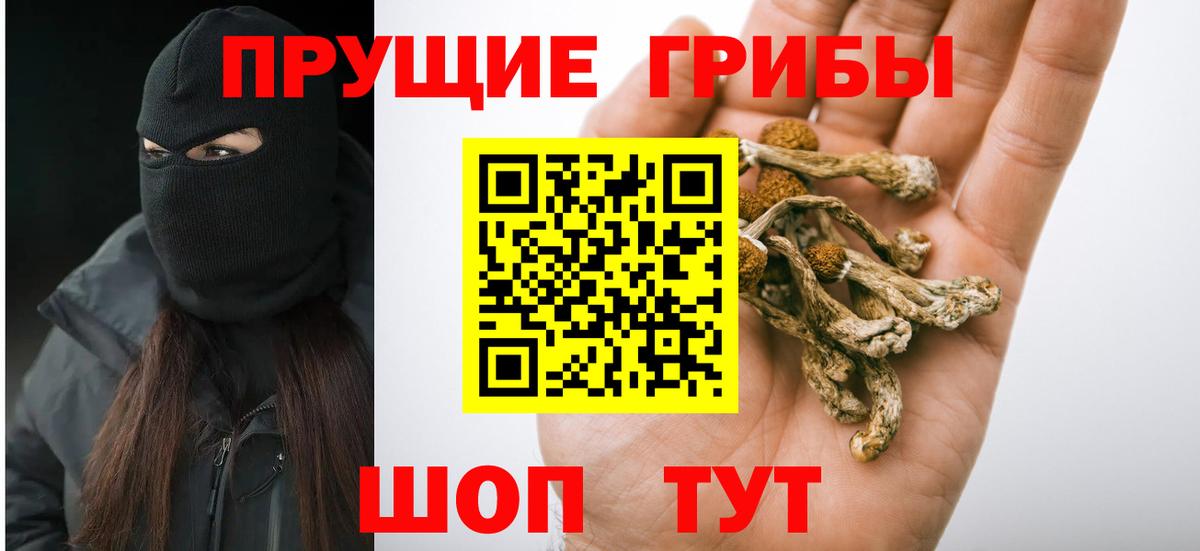 Псилоцибиновые грибы Psilocybe Каменка